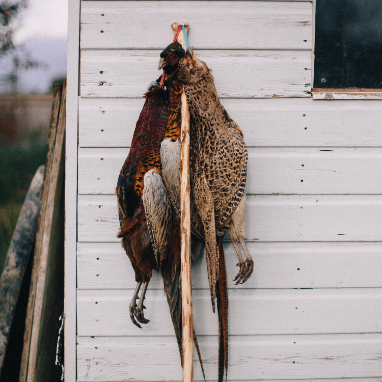 Six Benefits of Eating Seasonal Wild Game Meat Marsala Pheasant