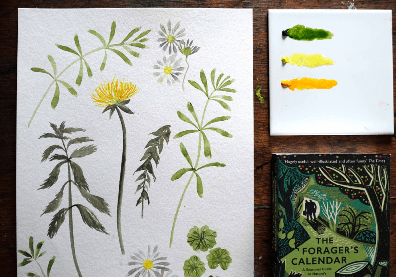 Spring Foraging Walk & Botanical Illustrations