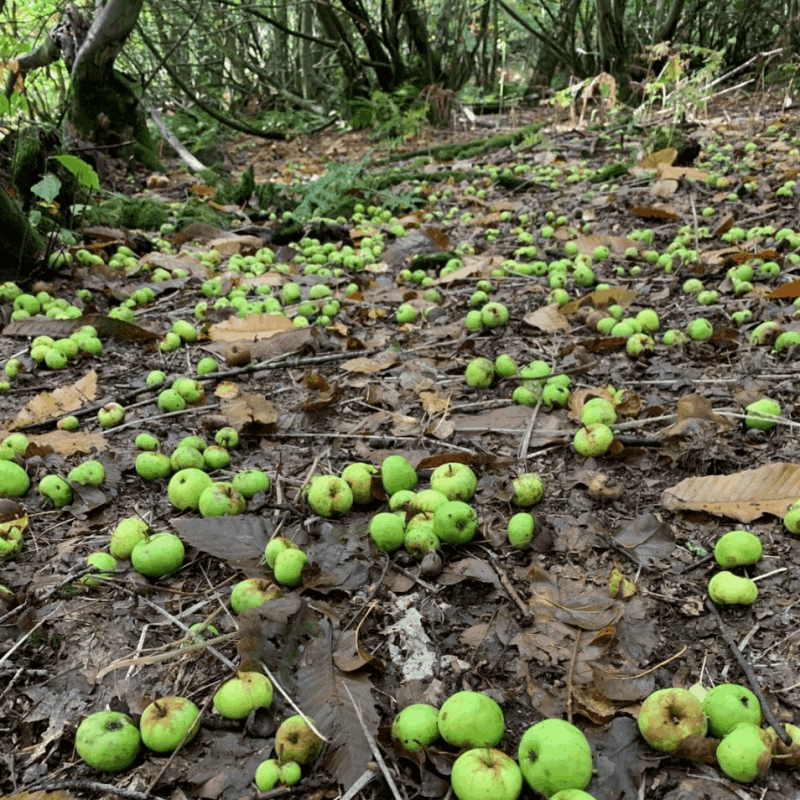 SEASONS EATINGS : AUTUMN SQUASHES, PHEASANT AND THE HUMBLE APPLE