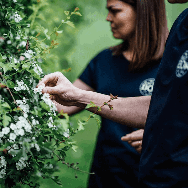 Wild Food, Foraging Events, Wild Game, Game Butchery, cooking with wild food, foraging cookery course