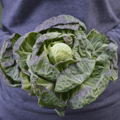 sprout top, sprouts, kimchi, brussel sprouts