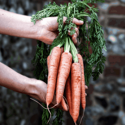 coal baked carrot hummus