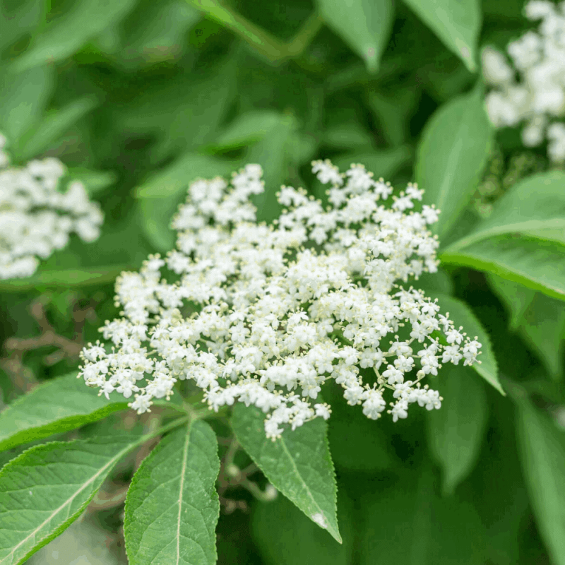 how to make elderflower cordial