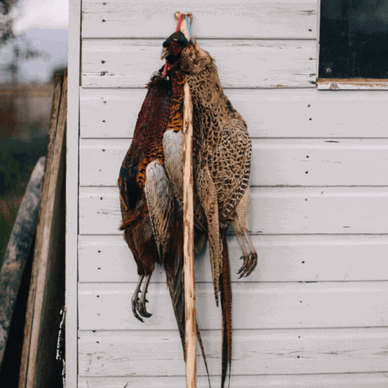 Wild game butchery and cookery