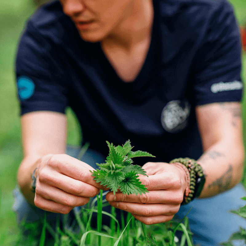 Christian picking nettles for our wild italian cookery course