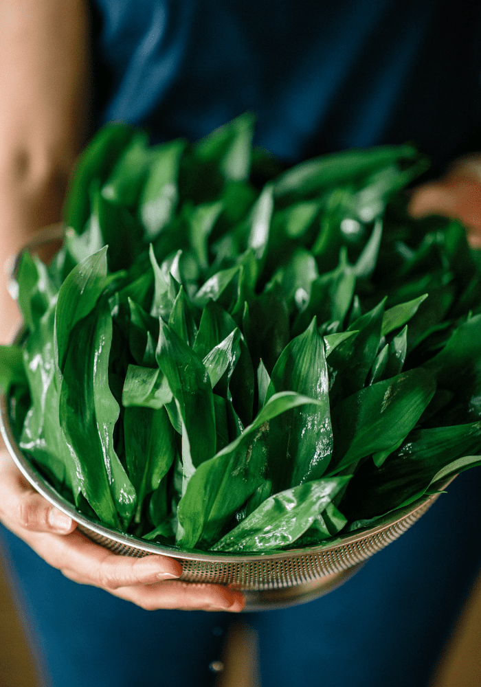 Foraging for Wild Garlic