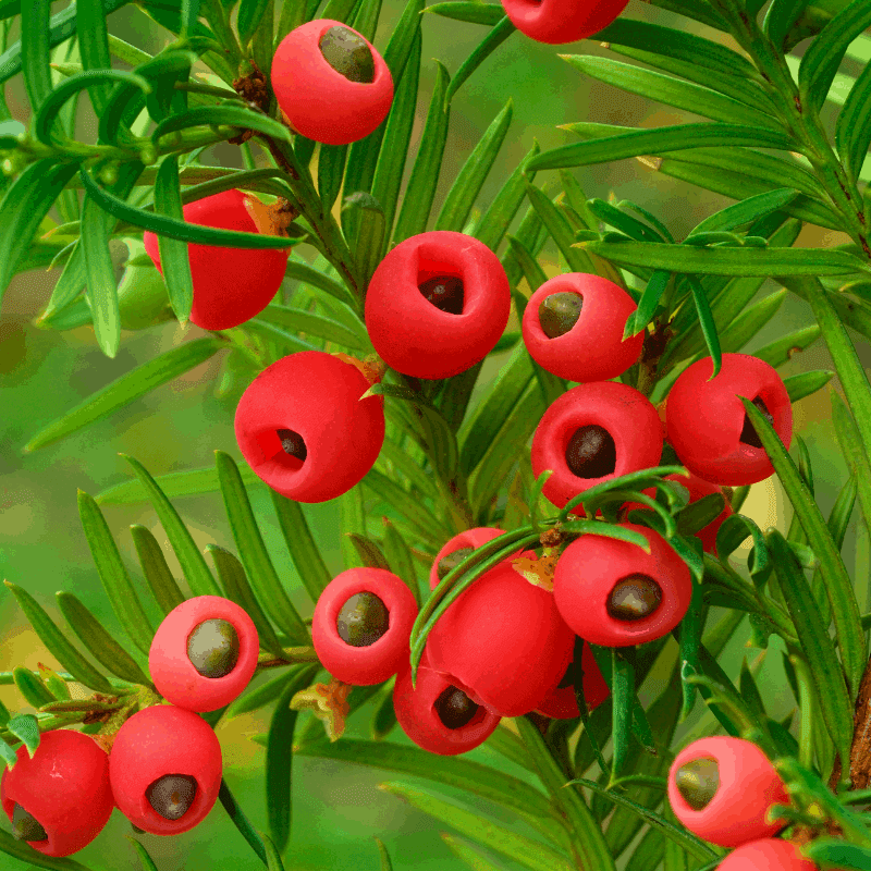 Yew berry comparison